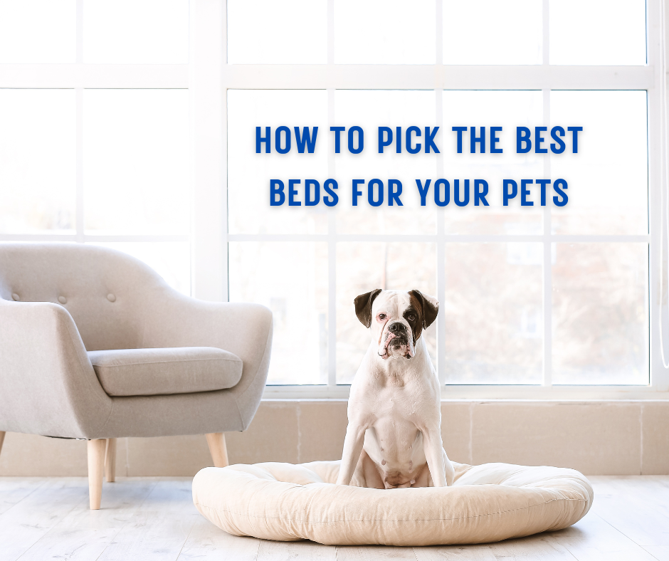 How to pick the Best Beds for your pets!